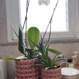 Portavaso bolle grande Rosso