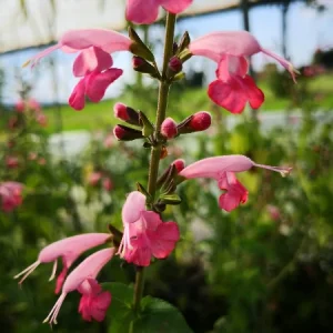 Salvia coccinea ‘Brenthurst’ – Salvia ornamentale rosa salmone