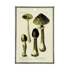 Vassoio / mattonella Funghi